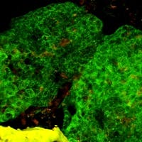 Industryweek Com Sites Industryweek com Files Uploads 2015 02 Kiyatec Cells Industryweek Com Sites Industryweek com Files Uploads 2015 02 Kiyatec Cells