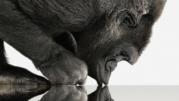 Why Corning is Going Ape Over Gorilla Glass