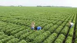 Monsanto Earnings Jump on Corn Seed Pesticide Sales Monsanto Earnings Jump on Corn Seed Pesticide Sales