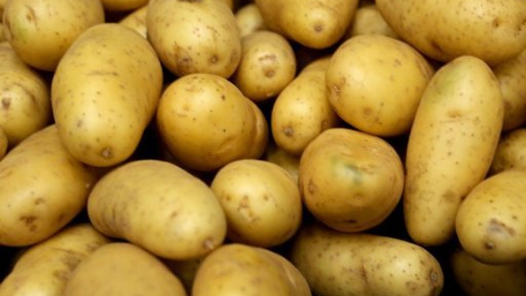 GMO Potatoes