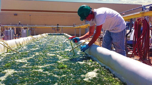 Heliae is testing possible commercial applications of farm-raised algae. Photo Heliae