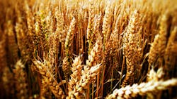 GMO Corn Soybeans Dominate US Market GMO Corn Soybeans Dominate US Market