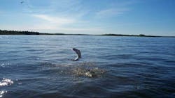 Bristol Bay Salmon Bristol Bay Salmon