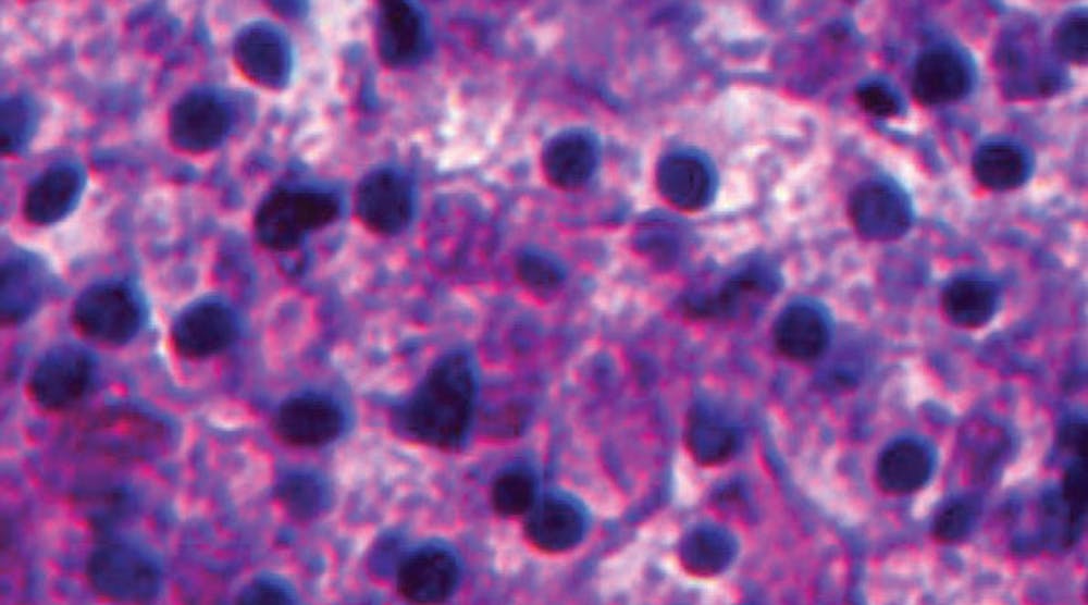 Organovo&apos;s 3-D bioprinted liver tissue, pictured above, closely reproduces cellular patterns found in native tissue. (Photo courtesy of Organovo)