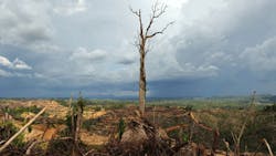 Palm Oil Giant Supplying Oreo Gillette Slammed by Greenpeace Palm Oil Giant Supplying Oreo Gillette Slammed by Greenpeace