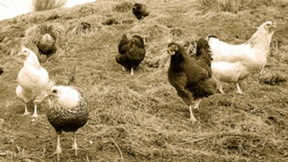 Ozark Mountain Poultry Expands in Arkansas