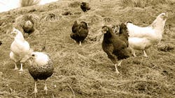 Ozark Mountain Poultry Expands in Arkansas Ozark Mountain Poultry Expands in Arkansas