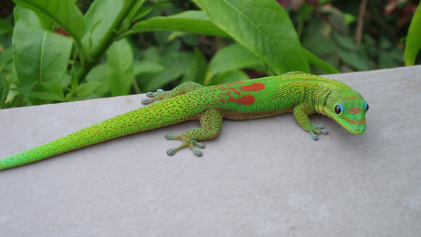 Geckos in Space Novel Robot Takes a Step to Cosmos