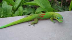 Industryweek 5892 Gecko