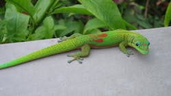 Geckos in Space Novel Robot Takes a Step to Cosmos Geckos in Space Novel Robot Takes a Step to Cosmos