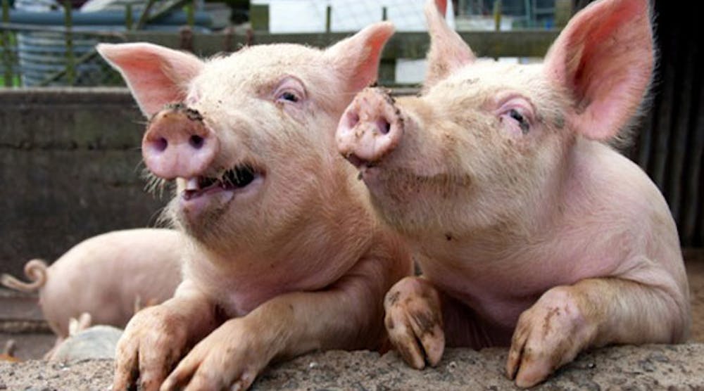 Industryweek 6954 Pigs Waste Energy 1