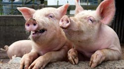 Industryweek 6954 Pigs Waste Energy 1