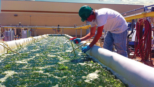 Algae Manufacturer Expands to Serve Japanese Market