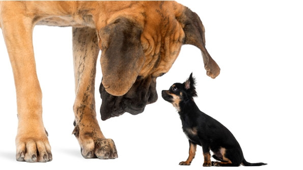 Small and big dog