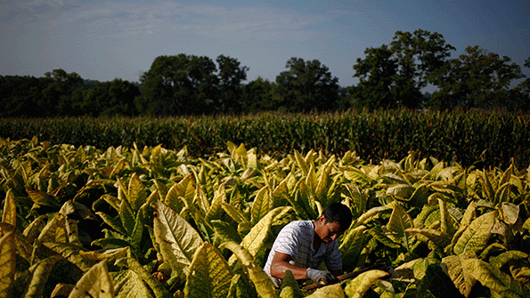 Boeing Plans to Turn Tobacco into Jet Fuel