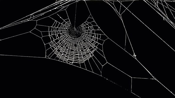 spider web