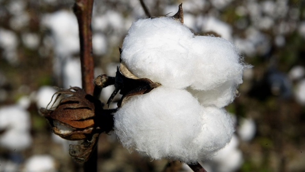 cotton