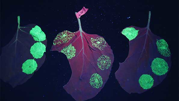 Which Manufacturers Are Racing to Produce Ebola Drugs