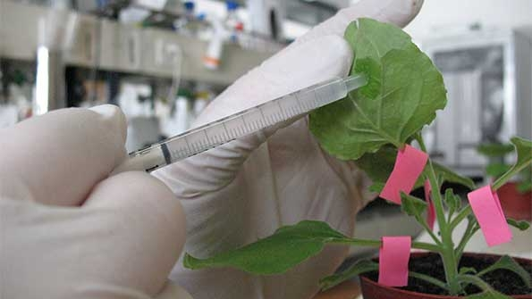 Compound Given to Two American Ebola survivors Goes into FullScale Production