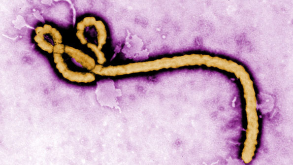 Canada To Begin Ebola Vaccine Trials
