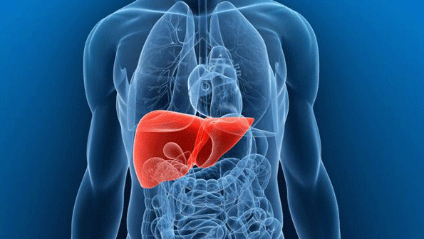 Scientists Create Human Liver from Stem Cells