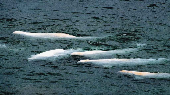 Beluga whales
