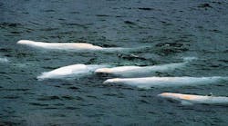 Industryweek 8532 Beluga Whales T