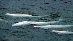 Beluga whales Beluga whales