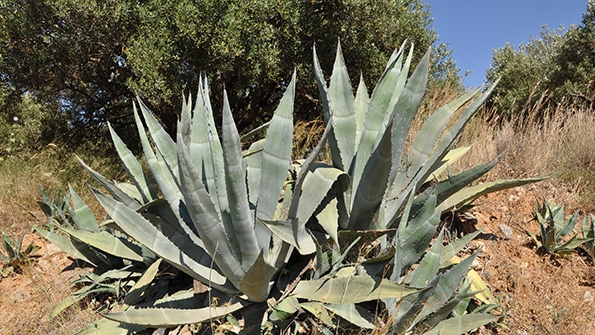 Ford Jose Cuervo Join to Create Bioplastic