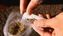 In the general US workforce the rate of amphetamine marijuana and heroin detection increased annually for the past five years in urine testing In the general US workforce the rate of amphetamine marijuana and heroin detection increased annually for the past five years in urine testing