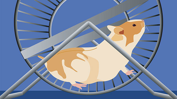 hamster on exercise wheel