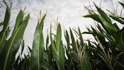 Copyright Getty Images Copyright Getty Images