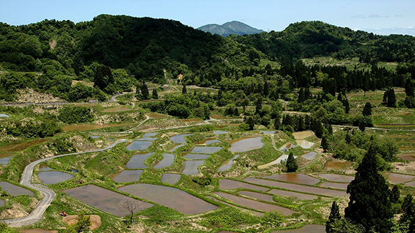 Canon Tokki a key OLED supplier is located in Niigata prefecture