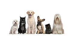 Mars Expands in Pet Care with 77 Billion Purchase of VCA Mars Expands in Pet Care with 77 Billion Purchase of VCA