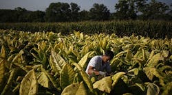 A new technology for utilizing the byproduct from tobacco plants to create a new textile fiber and natural dyes could generate a paradigm shift in the textile and leather industries A new technology for utilizing the byproduct from tobacco plants to create a new textile fiber and natural dyes could generate a paradigm shift in the textile and leather industries