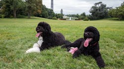 Bo, left and Sunny, the Obama family dogs, in less trying times. (Official White House Photo by Pete Souza)