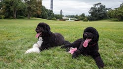 Bo left and Sunny the Obama family dogs in less trying times Official White House Photo by Pete Souza Bo left and Sunny the Obama family dogs in less trying times Official White House Photo by Pete Souza