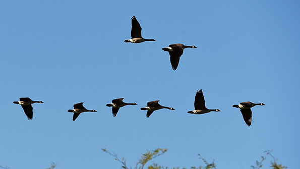 flying geese