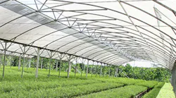 APPrsquos deforestation efforts begin at nurseries such as this one where trees are grown from seedlings before being transplanted to the rainforest