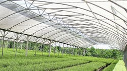 APPrsquos deforestation efforts begin at nurseries such as this one where trees are grown from seedlings before being transplanted to the rainforest APPrsquos deforestation efforts begin at nurseries such as this one where trees are grown from seedlings before being transplanted to the rainforest