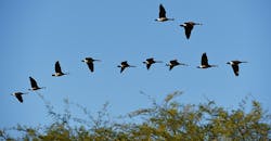 geese flying in formation geese flying in formation