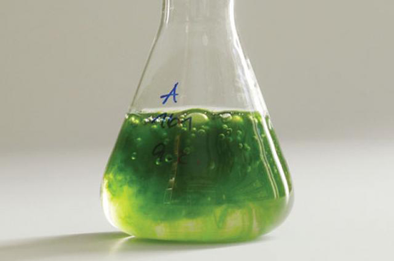 Algae Biofuel