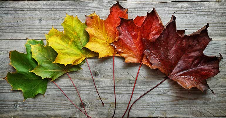 maple leaf from spring to fall