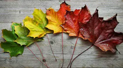 maple leaf from spring to fall