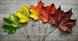 maple leaf from spring to fall maple leaf from spring to fall