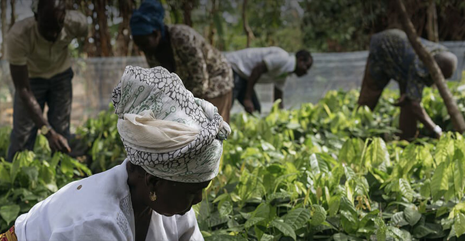 hersey-growing-for-good