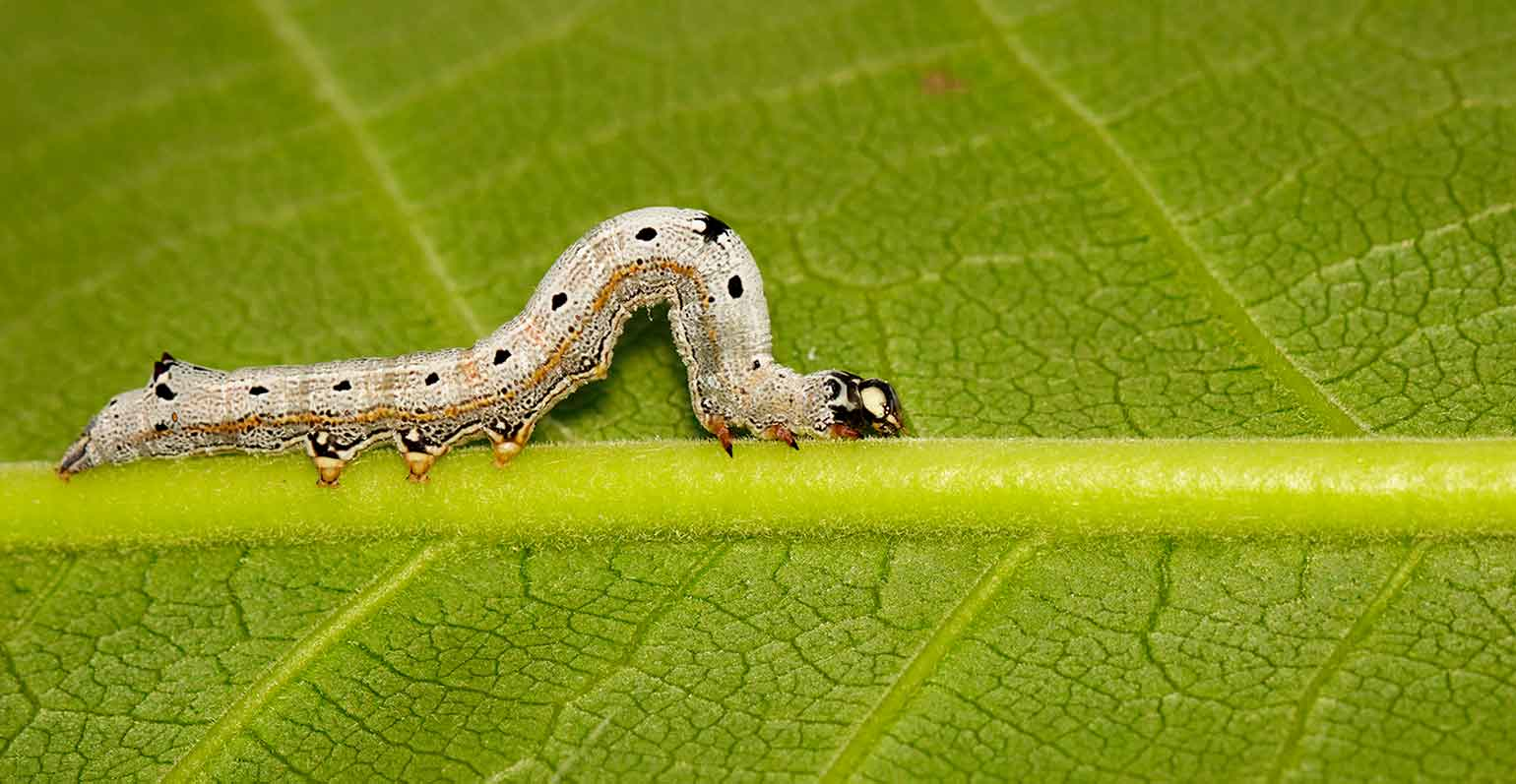 inchworm on green leaf
