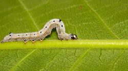 inchworm on green leaf