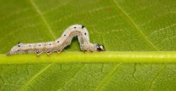 inchworm on green leaf inchworm on green leaf
