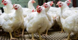 white chickens white chickens